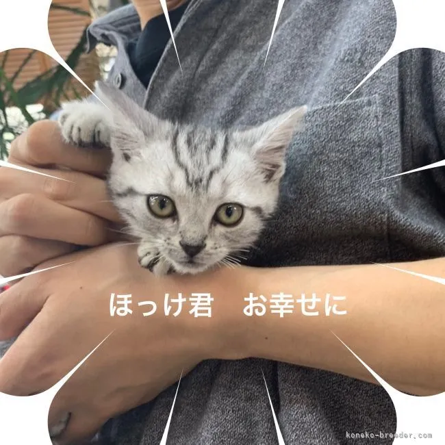 ID：2103-01893の子猫