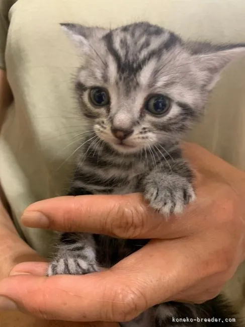 ID：2105-01289の子猫