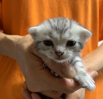 アメリカンショートヘア【岐阜県・男の子・2020年7月13日・シルバータビー】の写真「お顔の丸い可愛い子猫です」