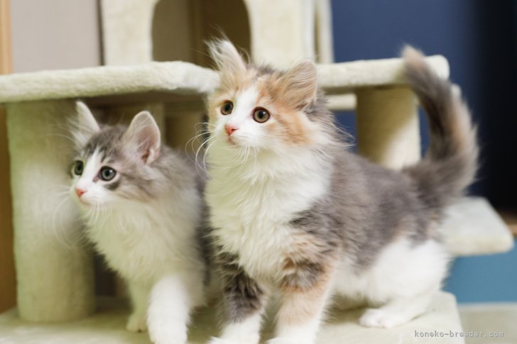 たくさんの愛情を込めて、人とも猫とも仲良くなれる子猫を育てています。｜垣内　仁志(かきうち　ひとし)ブリーダー(神奈川県・ノルウェージャンフォレストキャットなど・TICA/All Japan Cat Club登録)の紹介写真3