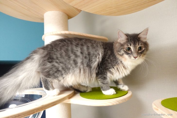 我家の子猫たちは、よく食べ、よく遊び、好奇心一杯の表情豊かな子に成長しています。｜垣内　恵利(かきうち　えり)ブリーダー(神奈川県・ノルウェージャンフォレストキャットなど・TICA/All Japan Cat Club登録)の紹介写真5