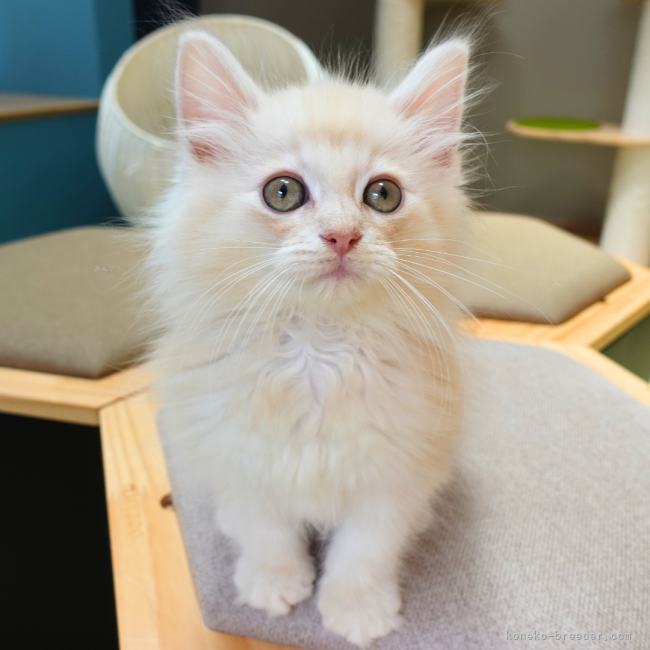 垣内恵利ブリーダーのブログ：【子猫紹介】淡いクリーム毛色✨懐っこさ満点の美形君💖【ラテ君】