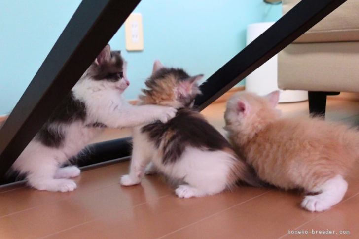 垣内恵利ブリーダーのブログ：【動画】🐾子猫たちのじゃれ合いタイム🎥✨