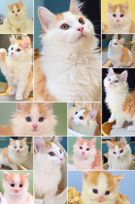 垣内恵利ブリーダーのブログ：少し成長した子猫と、穏やかな毎日を。ノルウェージャンフォレストキャットのご紹介🐾🌿