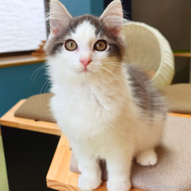 垣内恵利ブリーダーのブログ：【子猫紹介】愛らしいハチワレ模様✨優しいお顔🌿明るい毛色🐾【フローデ君】