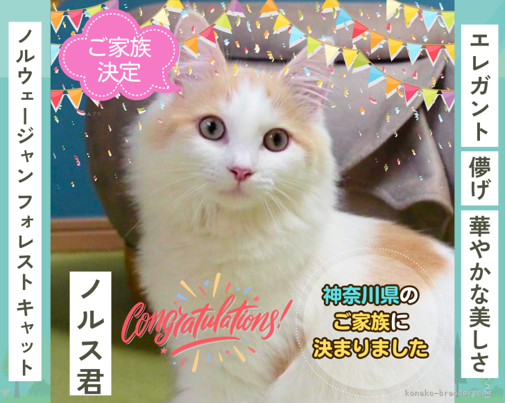 垣内恵利ブリーダーのブログ：【ご家族決定のお知らせ】🏠子猫「ノルス君」🐈