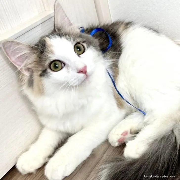 ID:2208-01263の子猫