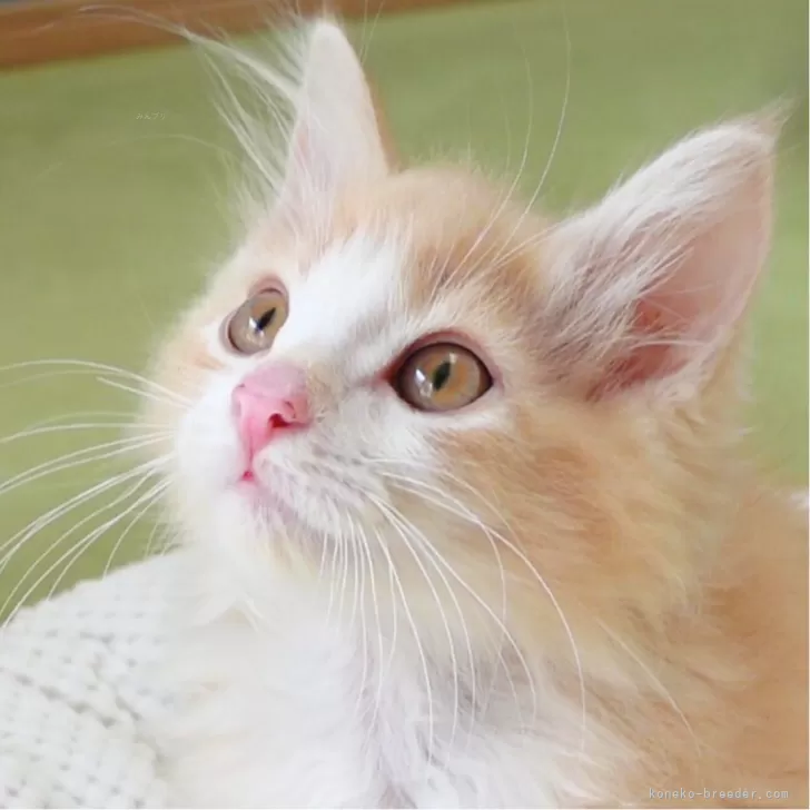 ID:2406-00305の子猫
