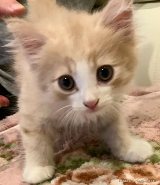 ID:2106-00555の子猫