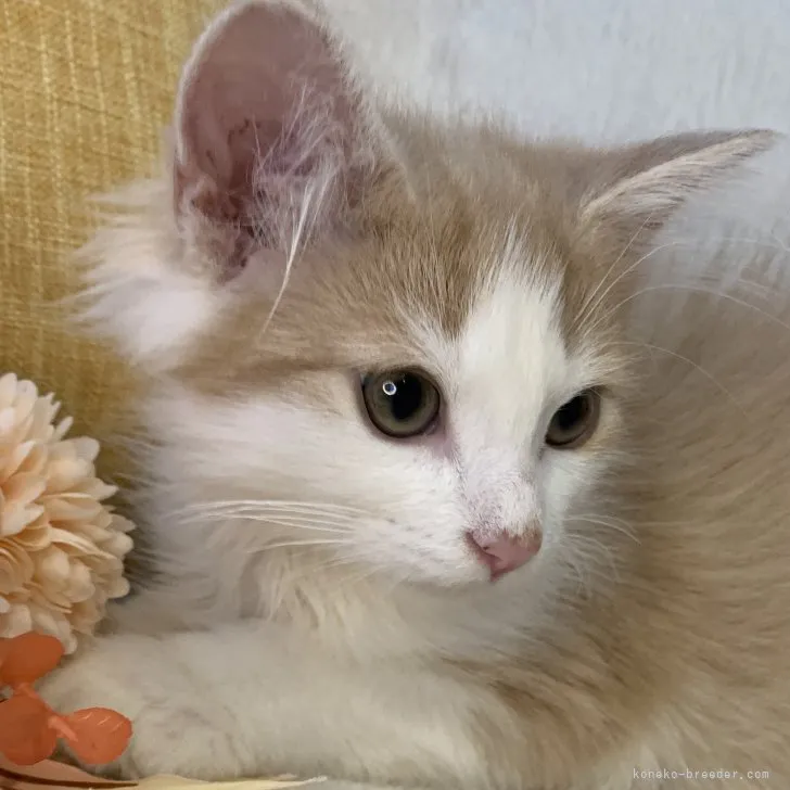 ID:2305-01635の子猫