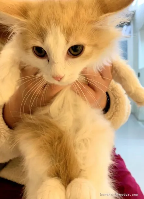 ID:2109-02460の子猫