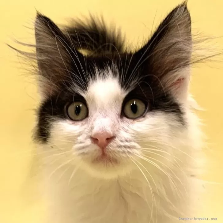 ID:2402-01699の子猫