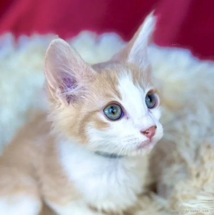 ID:2311-02500の子猫