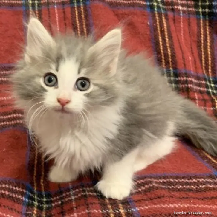 ID:2306-00476の子猫