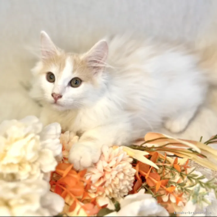 ID：2307-01094の子猫