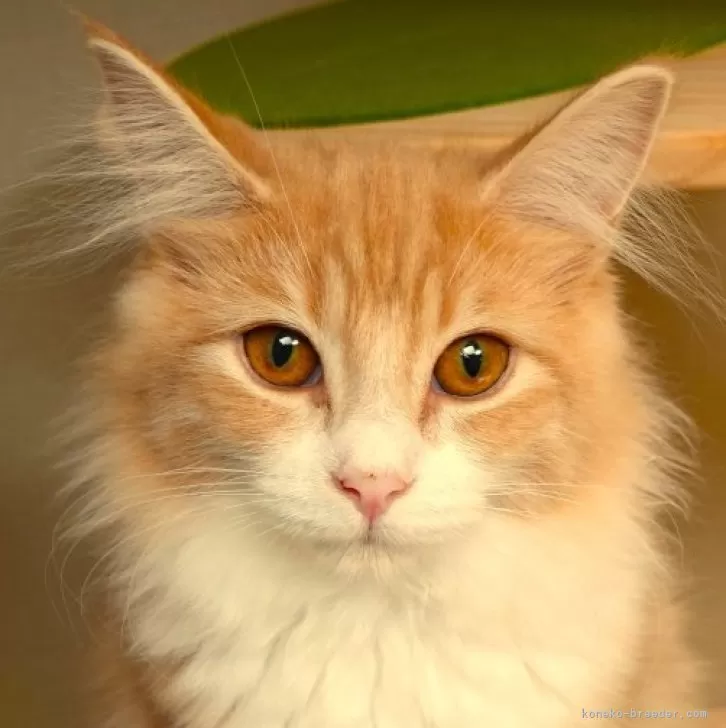 ID:2401-00522の子猫