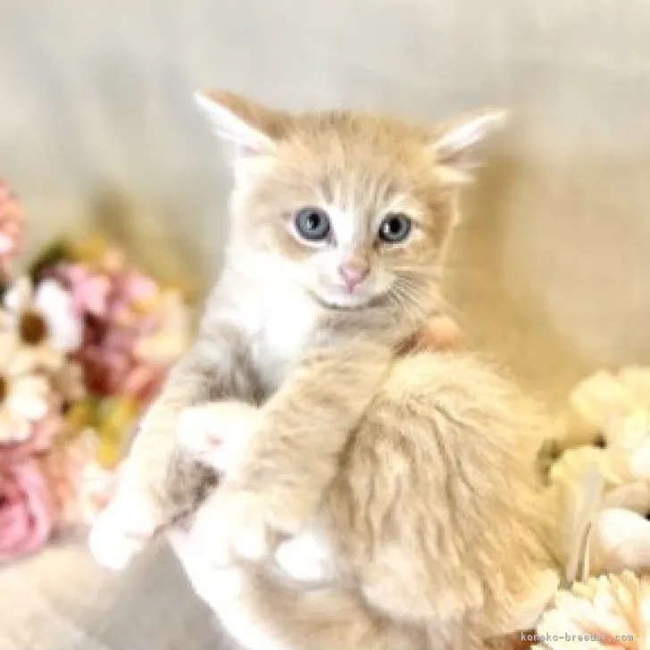 ID:2308-02344の子猫
