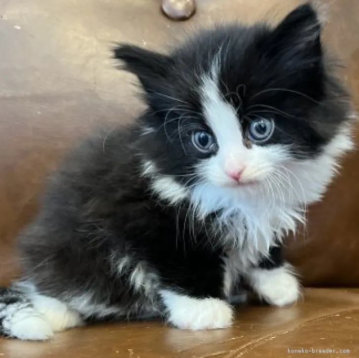 ID:2303-01751の子猫