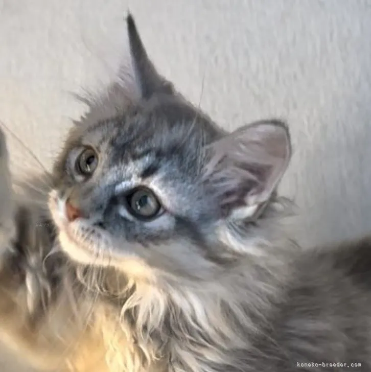 ID:2308-00920の子猫