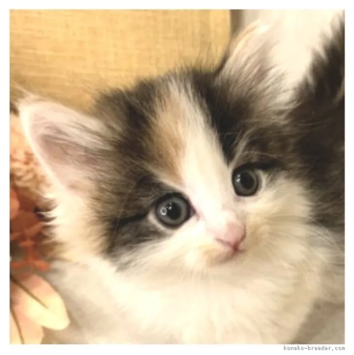 ID:2307-01096の子猫