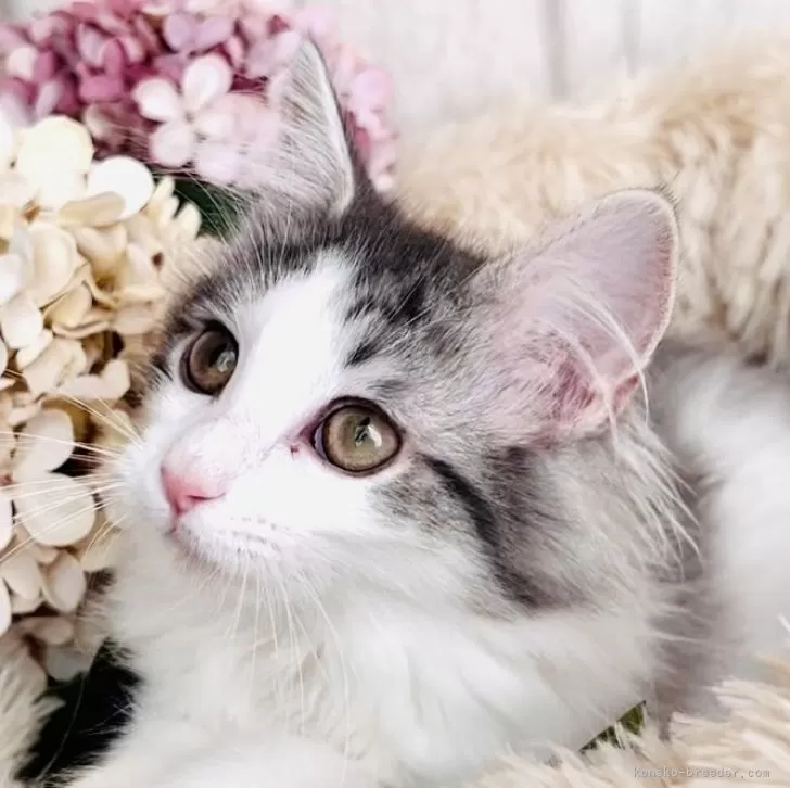 ID:2311-01043の子猫