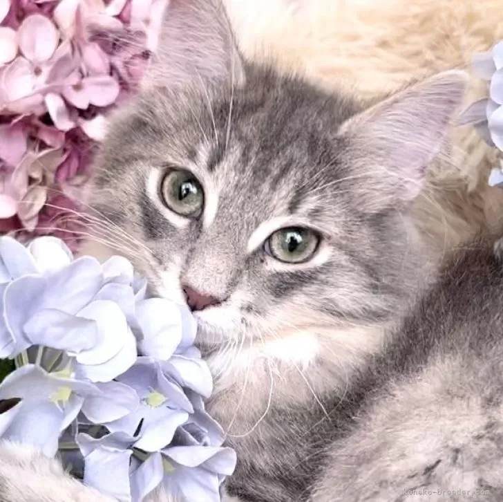 ID:2310-02993の子猫
