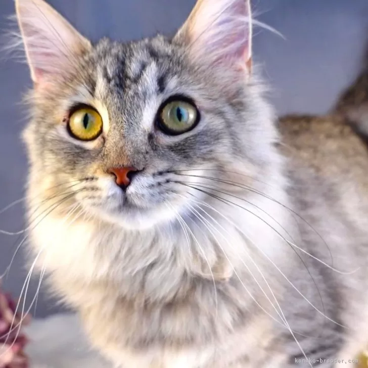 ID:2308-00908の子猫