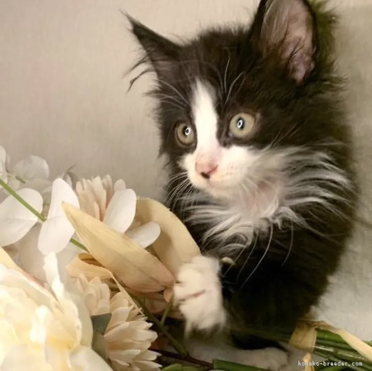 ID：2307-01103の子猫