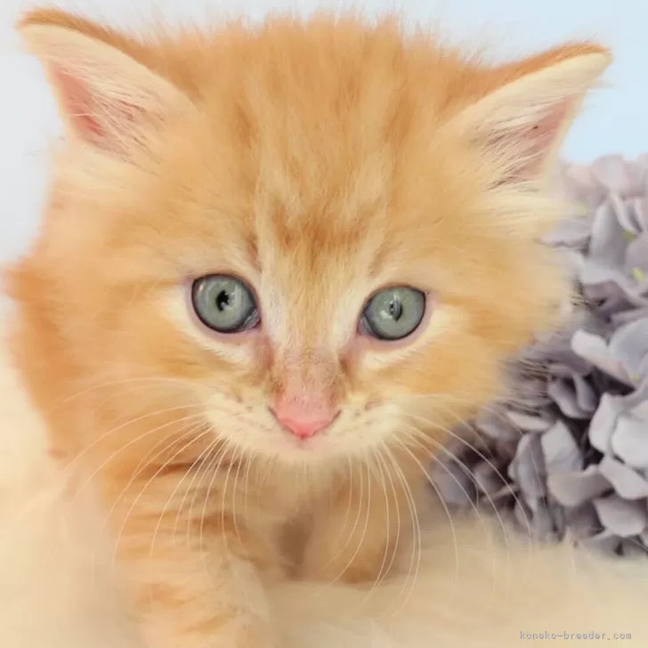 ID:2408-01253の子猫