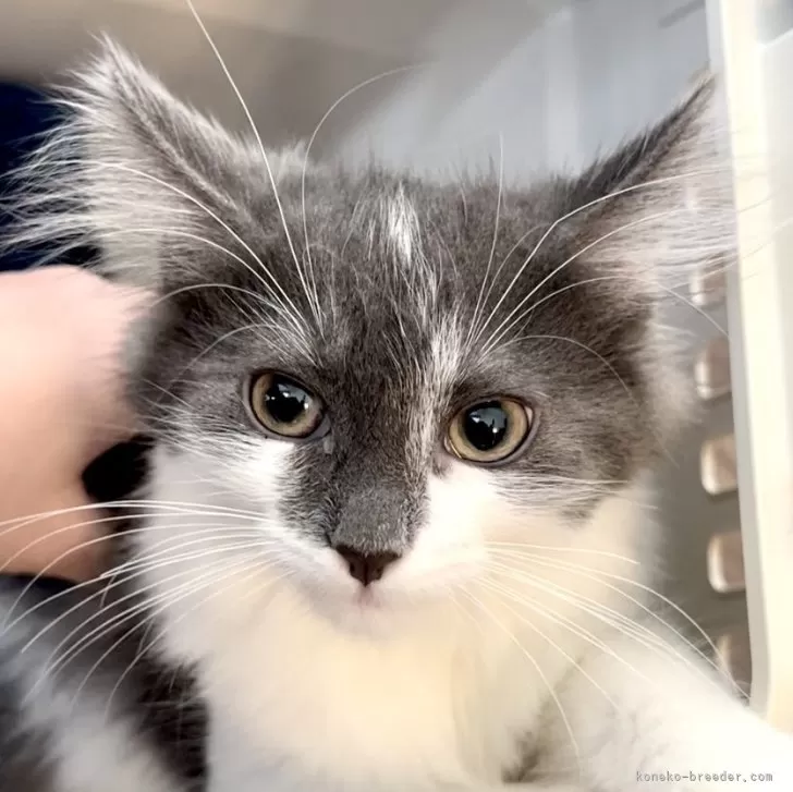 ID：2311-01042の子猫
