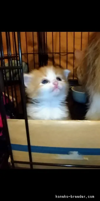 ID:2106-00548の子猫