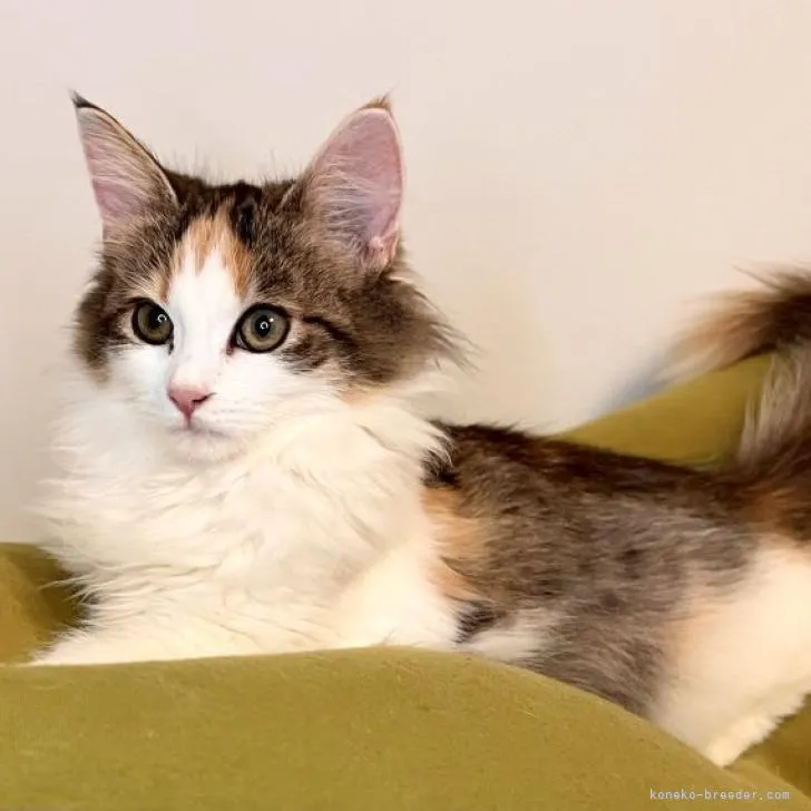 ID:2209-01887の子猫