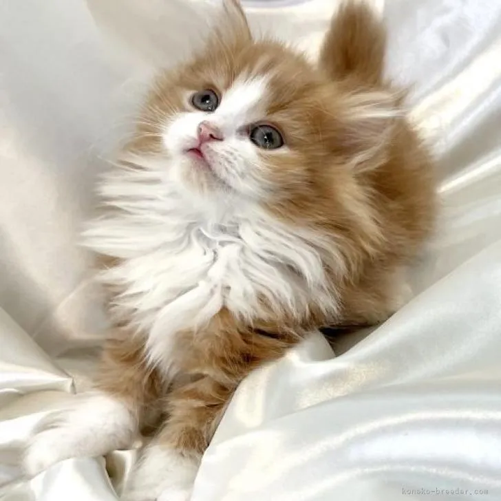 ID:2302-00330の子猫