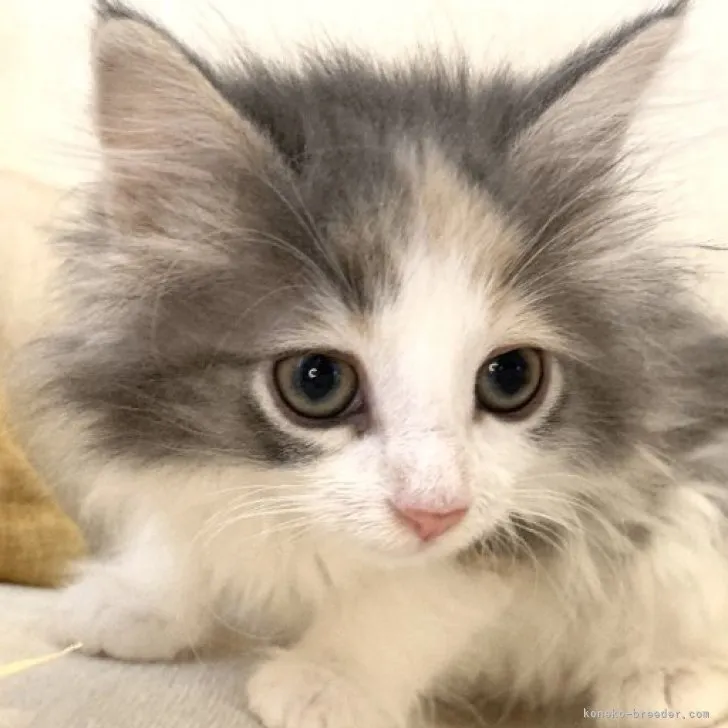 ID:2306-00167の子猫