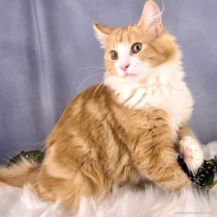 ID:2310-01496の子猫