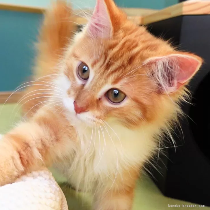 ID:2407-01179の子猫