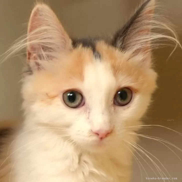 ID:2402-01696の子猫