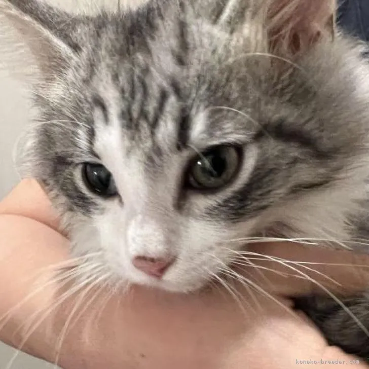 ID:2209-02212の子猫