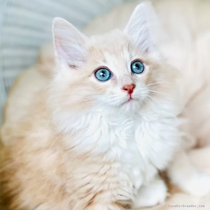 ID:2406-01645の子猫