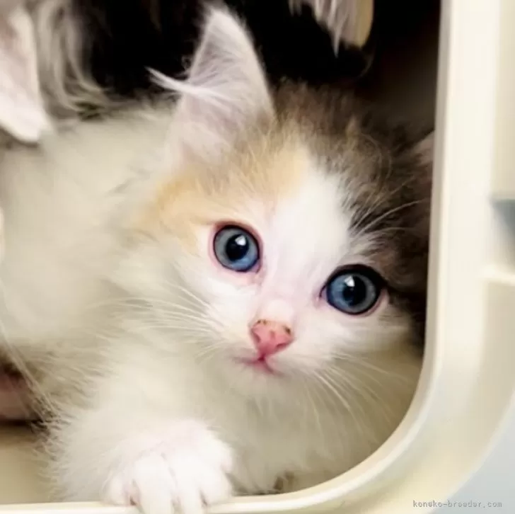 ID:2402-01689の子猫