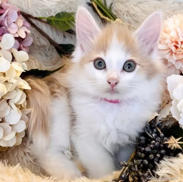 ID：2401-00520の子猫