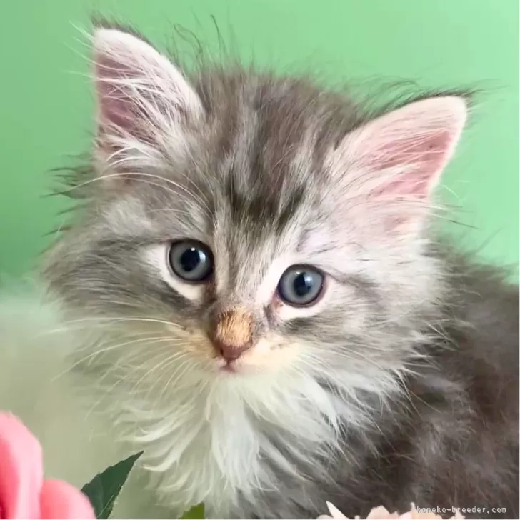 ID：2406-01642の子猫