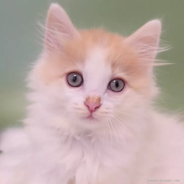 ID:2410-01263の子猫
