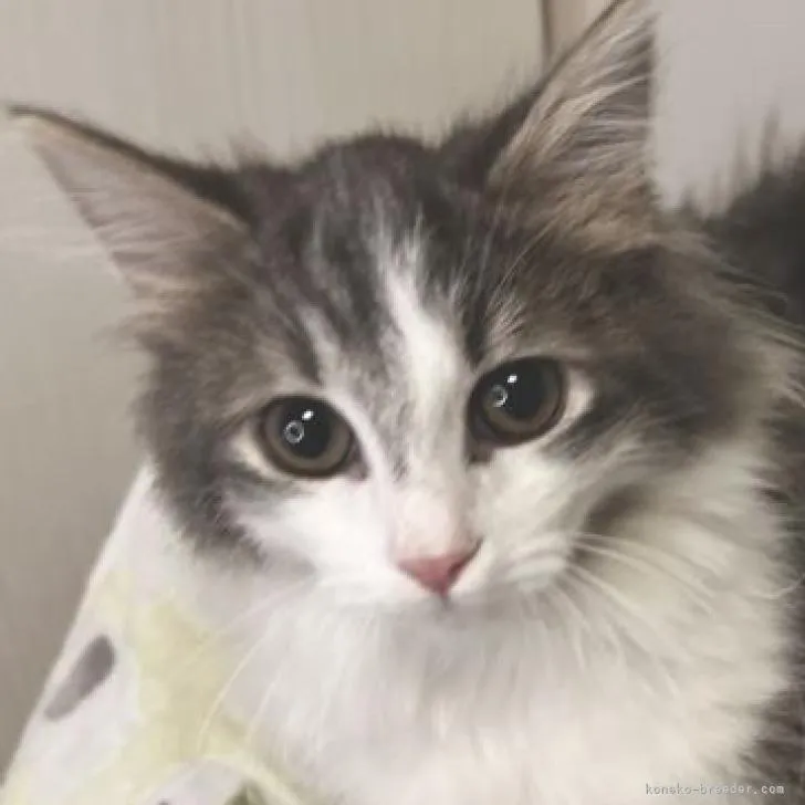 ID:2208-01178の子猫