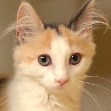 ノルウェージャンフォレストキャット【神奈川県・女の子・2024年1月15日・キャリコ（ふわふわ）】の写真「憂のあるドングリおめめの美少女！」