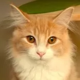 ノルウェージャンフォレストキャット【神奈川県・女の子・2023年11月27日・クリームクラッシックタビー&ホワイト】の写真1