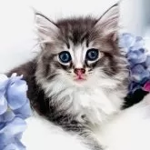 ノルウェージャンフォレストキャット【神奈川県・女の子・2024年1月15日・ブルーマッカレルタビー&ホワイト】の写真1「ん？」