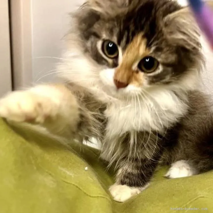 ID:2208-01201の子猫