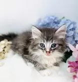 ノルウェージャンフォレストキャット【神奈川県・女の子・2024年1月15日・ブルーマッカレルタビー&ホワイト】の写真3