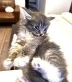 ノルウェージャンフォレストキャット【神奈川県・男の子・2022年8月3日・シルバーマッカレル&タビーホワイト】の写真3